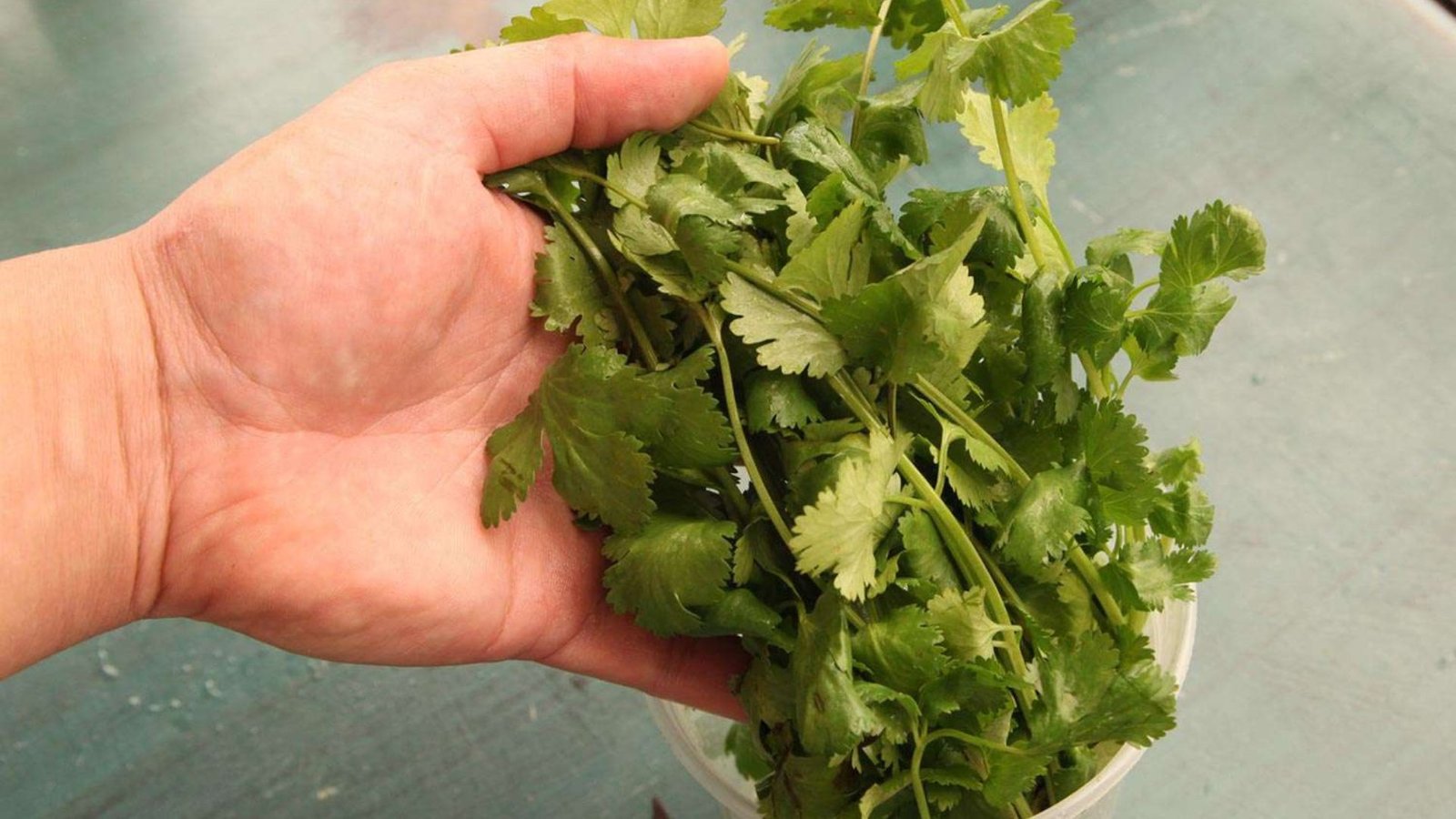 How to Properly Store Fresh Herbs to Maximize Freshness